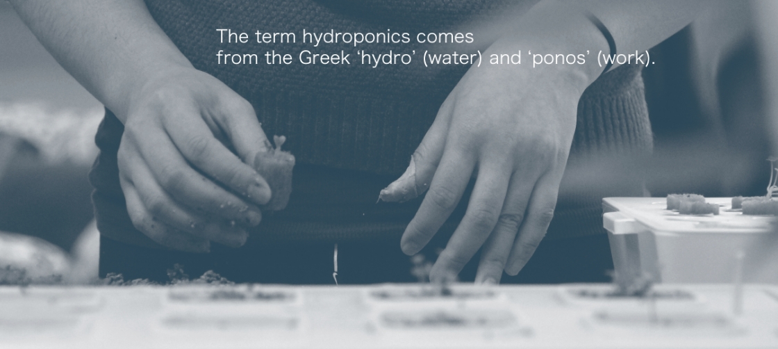The term hydroponics comes from the Greek'hydro'(water) and 'ponos' (work)